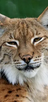 Close-up of a lynx in natural setting.