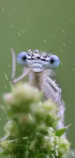 Macro shot of a dragonfly on a green plant.