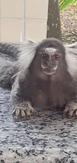 Cute marmoset resting on a marble surface in nature.