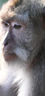 Close-up portrait of a contemplative monkey in soft lighting.