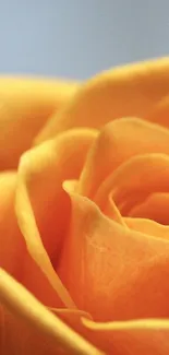 Closeup of a captivating orange rose showcasing natural beauty.