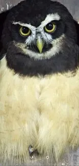 Owl peaking through wooden habitat, rustic wallpaper.