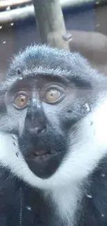 A close-up of a primate with bright eyes and unique fur patterning.