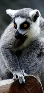 Close-up photo of a ring-tailed lemur sitting on wood.