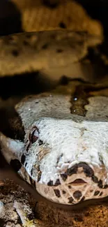 Close-up of a snake's face in the wild, perfect for nature wallpaper.