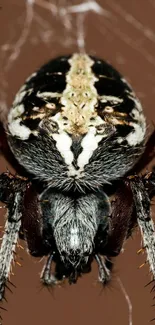 Close-up image of a detailed spider on a brown background.