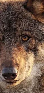 Close-up image of a wolf's intense gaze, highlighting its detailed fur.