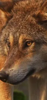 Close-up of a majestic wolf with piercing eyes and rich brown fur.