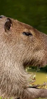 Capybara by a riverbank, lush greenery backdrop.