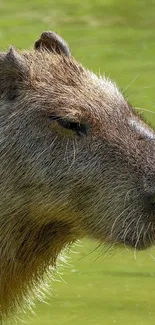 Close-up of a capybara against a green background for mobile wallpaper.