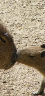 Two capybaras touching noses in a sandy background.