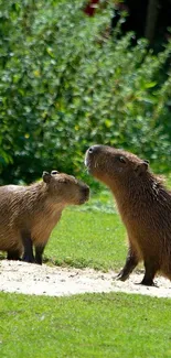 Two capybaras in a lush green field as mobile wallpaper.