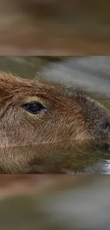 Capybara swimming peacefully in water.