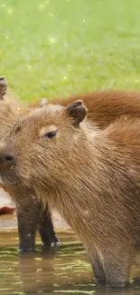 Capybaras by the water on a green grass background, creating a serene mobile wallpaper.