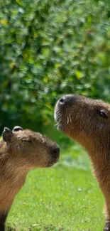 Capybaras enjoying a lush green landscape.