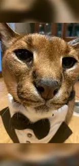 Caracal wearing a tuxedo on a wooden floor.