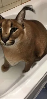 Caracal comfortably sitting in a bathtub, offering a unique wallpaper design.