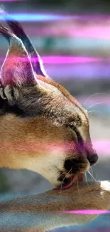 Caracal licking paw with neon light accents in artistic mobile wallpaper.