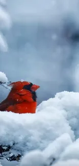 Vibrant red cardinal perched in snowy branches.