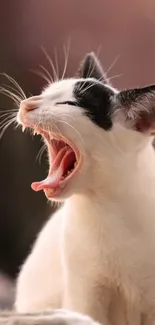 Carnivore Cat Felidae Live Wallpaper