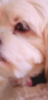 Carnivore Dog Racy Live Wallpaper