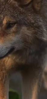 Carnivore Dog Snout Live Wallpaper