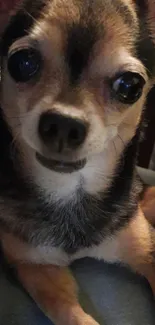 Carnivore Dog Snout Live Wallpaper