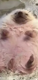 Carnivore Dog Snout Live Wallpaper