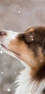 Carnivore Dog Whiskers Live Wallpaper