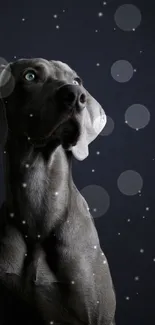 Carnivore Dog Whiskers Live Wallpaper