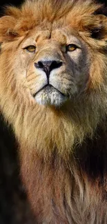 Majestic lion portrait on a dark background.