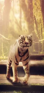 Carnivore Felidae Whiskers Live Wallpaper