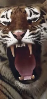 Carnivore Felidae White Live Wallpaper