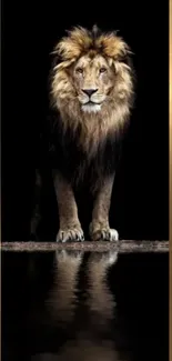 Carnivore Lion Felidae Live Wallpaper