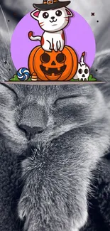 Carnivore Mammal Cat Live Wallpaper