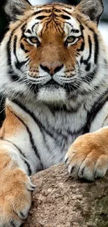 Carnivore Mammal Felidae Live Wallpaper