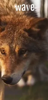 Carnivore Red Fox Fox Live Wallpaper