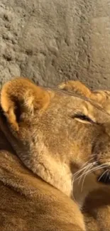 Close-up of a relaxing lioness basking in sunlight.