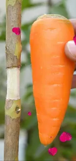 Hand holds a bright orange carrot with pink hearts on a nature background.