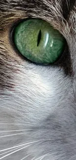 Close-up of a cat's green eye and face, perfect for wallpaper.