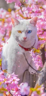 White cat with colorful eyes amongst pink cherry blossoms.