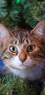 Tabby cat peeking through a festive Christmas tree.