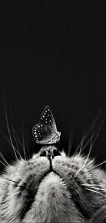 Black and white image of a cat with a butterfly on its nose.