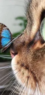 A curious cat with a blue butterfly on its nose.