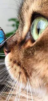 Close-up of a cat and a blue butterfly on its nose.