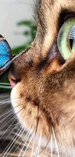 Curious cat nose-to-nose with a vibrant butterfly.