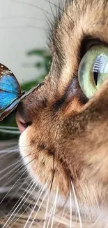 Close-up of cat with butterfly on nose.