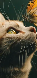 Close-up of a cat gazing at a butterfly on a dark green background.