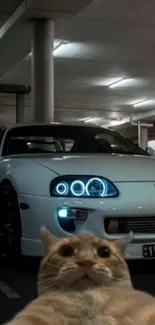 Cat poses in front of a stylish sports car in a parking garage.