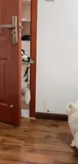 Cat and dog interacting playfully in doorway.